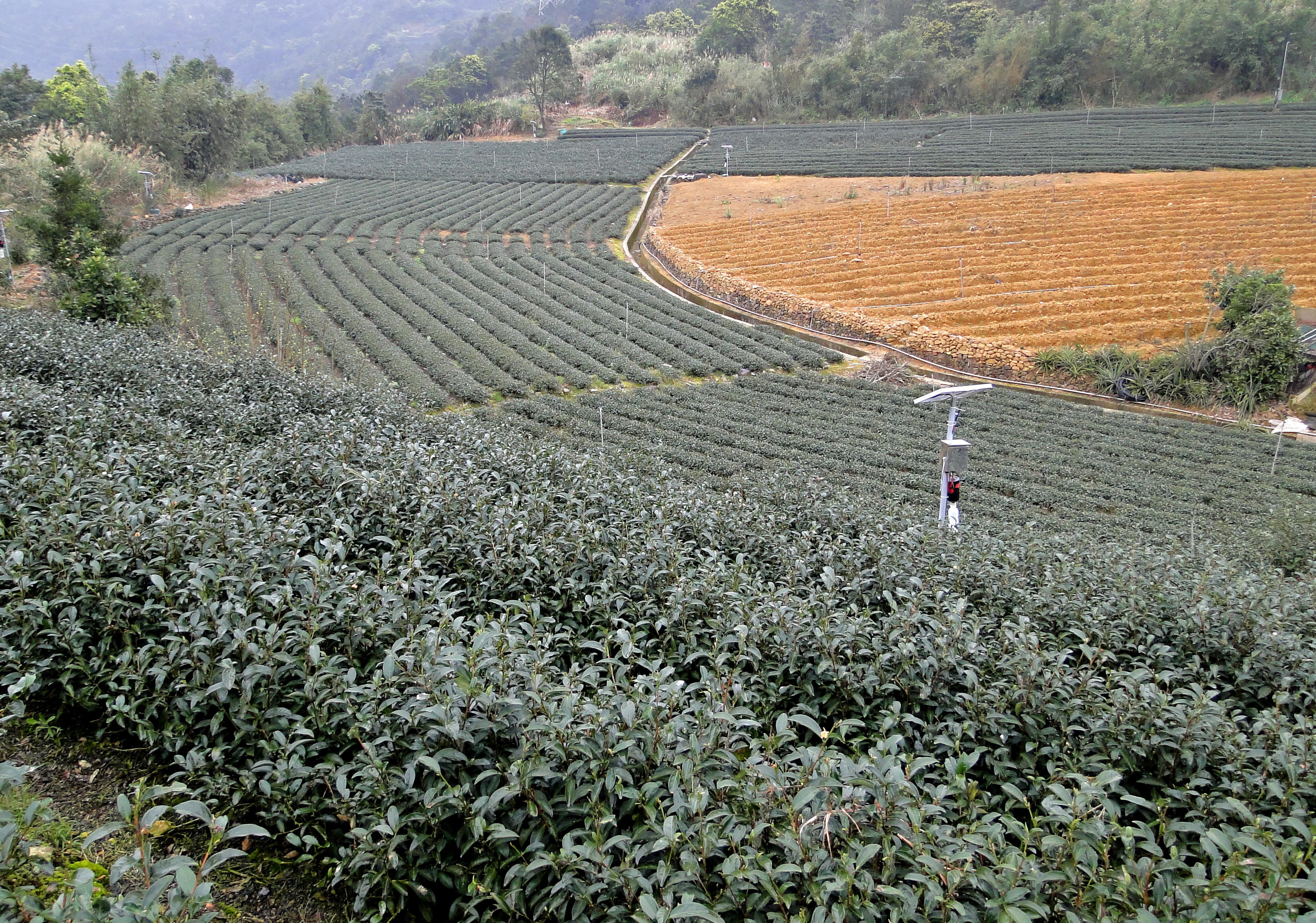 坪林山坡上依地形排列的綠色茶園